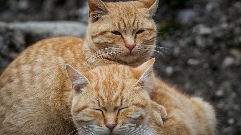 Επιστολή στον πρωθυπουργό από ανθρώπους των γραμμάτων και τεχνών για τα ζώα συντροφιάς