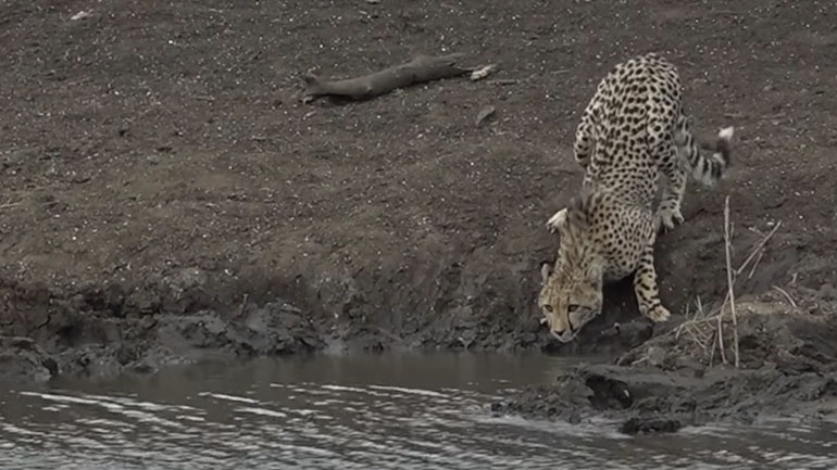 Nεαρό τσιτάχ εναντίον κροκόδειλου