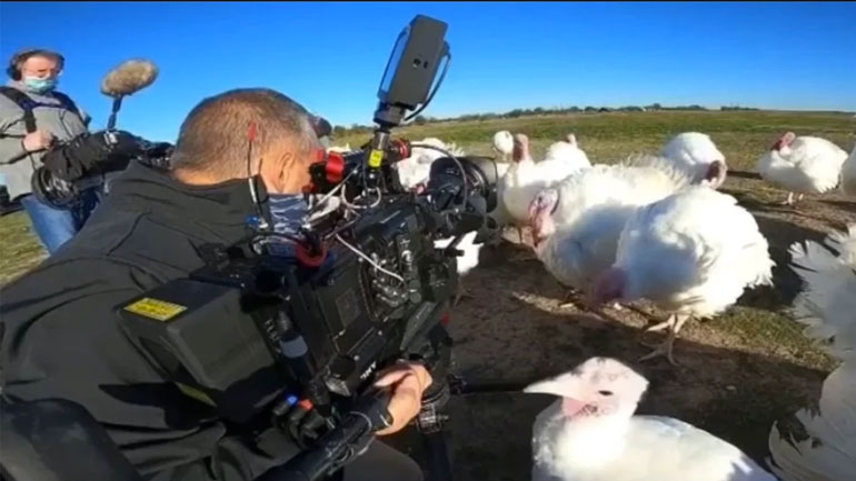 Δύσκολη η βιντεοσκόπηση ανάμεσα στις γαλοπούλες