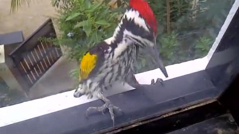 Ο δρυοκολάπτης στο παράθυρο