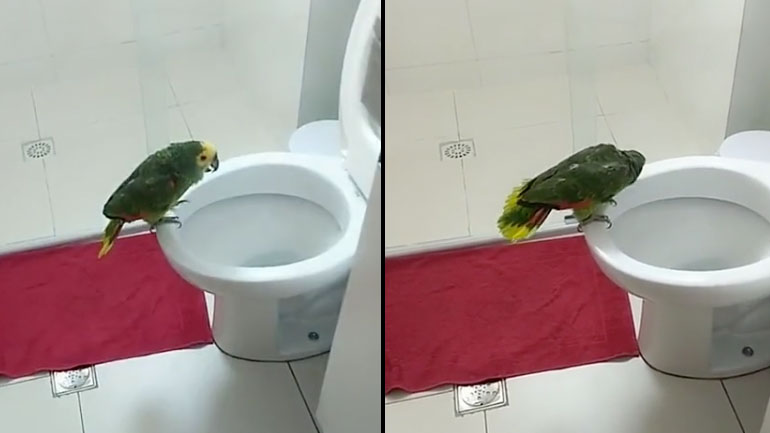 Παπαγάλος εκπληκτικός τραγουδιστής