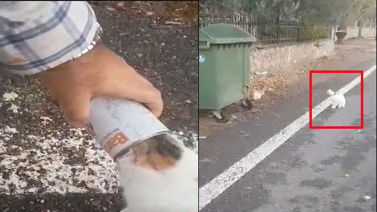 Φωκίδα: Αδέσποτα αβοήθητα στα σκουπίδια