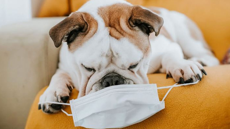 Πώς μαθαίνουμε στον σκύλο μας να μην τρώει ό,τι βρίσκει