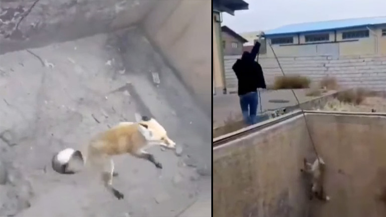 Η έξυπνη αλεπού Η έξυπνη αλεπού