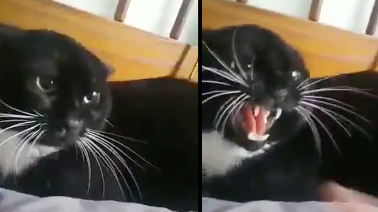 Πώς θα ηρεμήσετε μια αγριεμένη γάτα