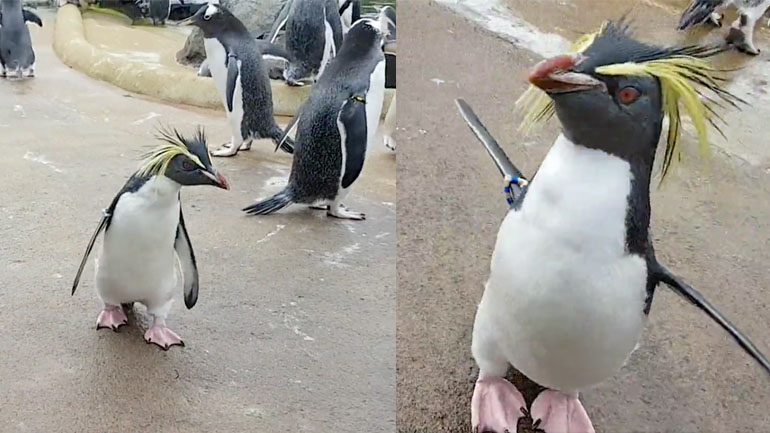 Ο πιγκουίνος που χοροπηδά ασταμάτητα