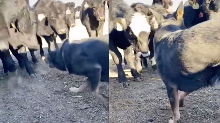 Αφήστε ήσυχο το αφεντικό!