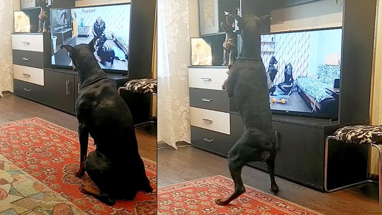 Σκύλος ακολουθεί πρόγραμμα γυμναστικής 