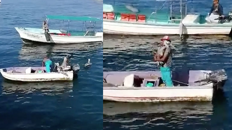 Ο πελεκάνος θέλει αγκαλιά