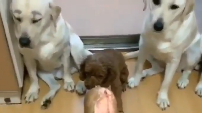 Προδότες! Προδότες!