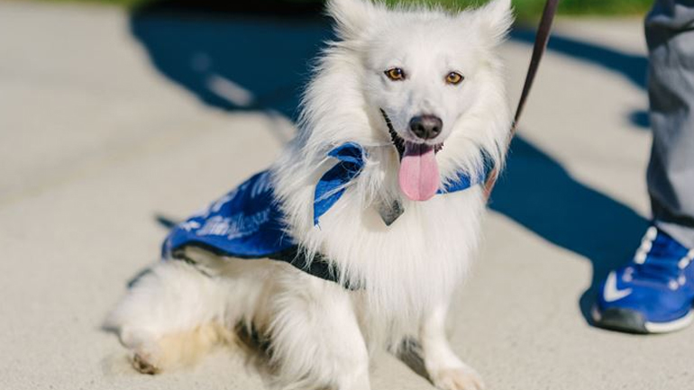 Αυτές είναι οι βασικές ανάγκες ενός σκύλου