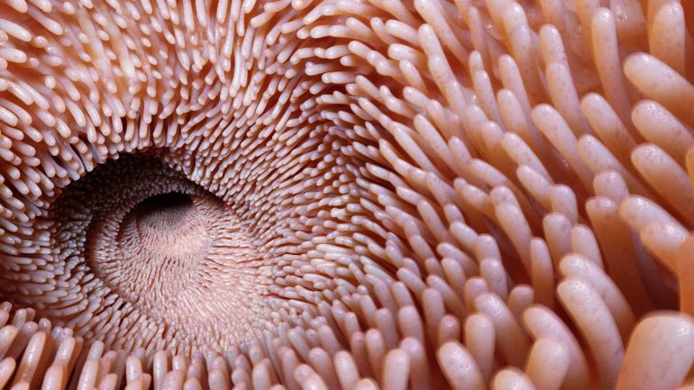 Πώς το έντερο προστατεύεται από τα βακτήριά του