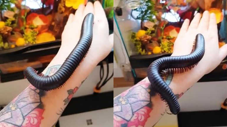 Κατοικίδια σαρανταποδαρούσα