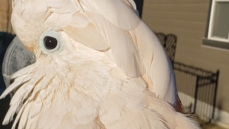 Παπαγάλος γαβγίζει στον σκύλο του γείτονα