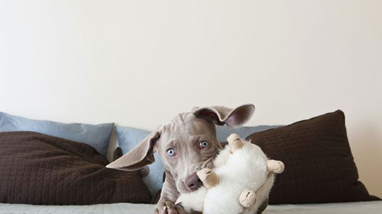 Πώς θα περάσουμε το lockdown δημιουργικά με τους τετράποδους φίλους μας