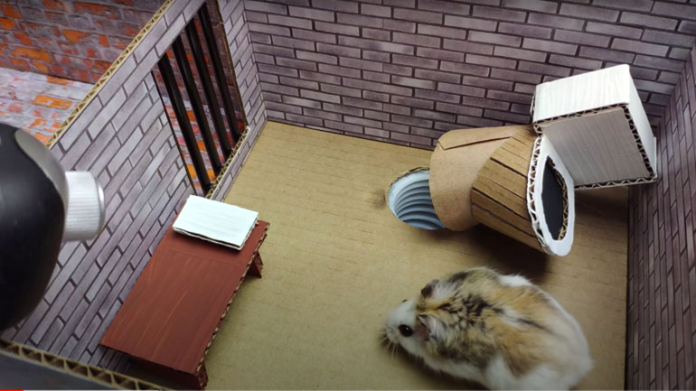 Η απόδραση του χάμστερ