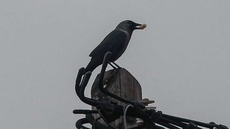 Έρευνα: Τα κοράκια είναι εξίσου έξυπνα με χιμπατζήδες και ουραγκοτάγκους