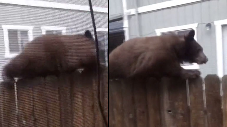 Αρκούδα σέρνεται πάνω σε φράχτη