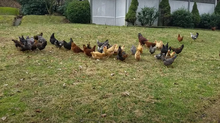 Γυναίκα προειδοποιεί τις κότες πως πλησιάζει ένα γεράκι