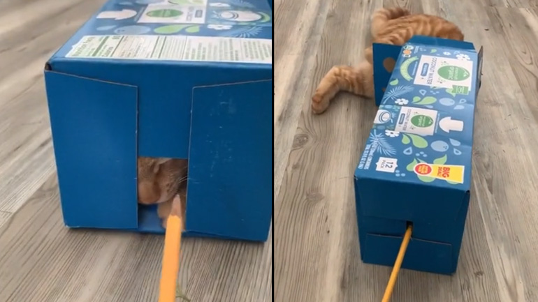 Το αγαπημένο παιχνίδι της γάτας