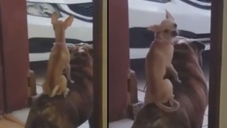 Προσοχή, διπλός σκύλος!