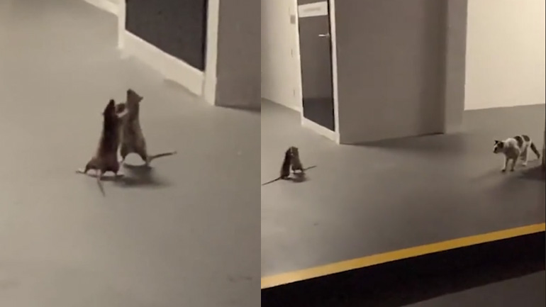 Γάτα παρακολουθεί αρουραίους που πλακώνονται Γάτα παρακολουθεί αρουραίους που πλακώνονται