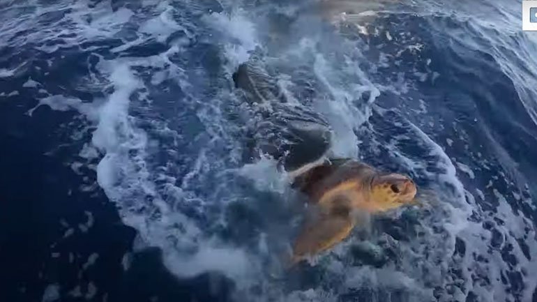 Θαλάσσια χελώνα εναντίον καρχαρία