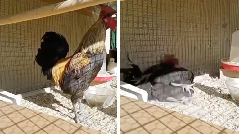 Ο κόκορας τα έδωσε όλα!