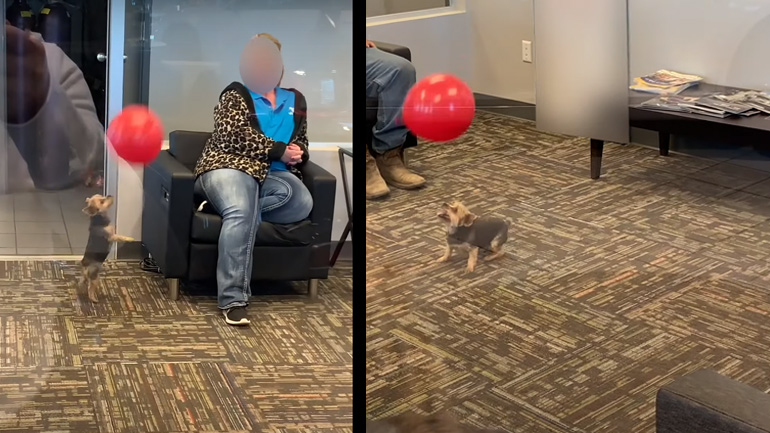 Μικρόσωμος σκύλος διασκεδάζει με ένα μπαλόνι