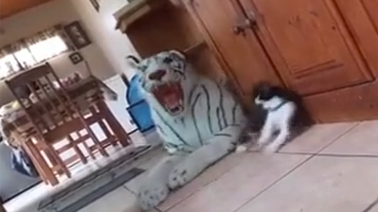 Η γάτα τρομοκρατήθηκε