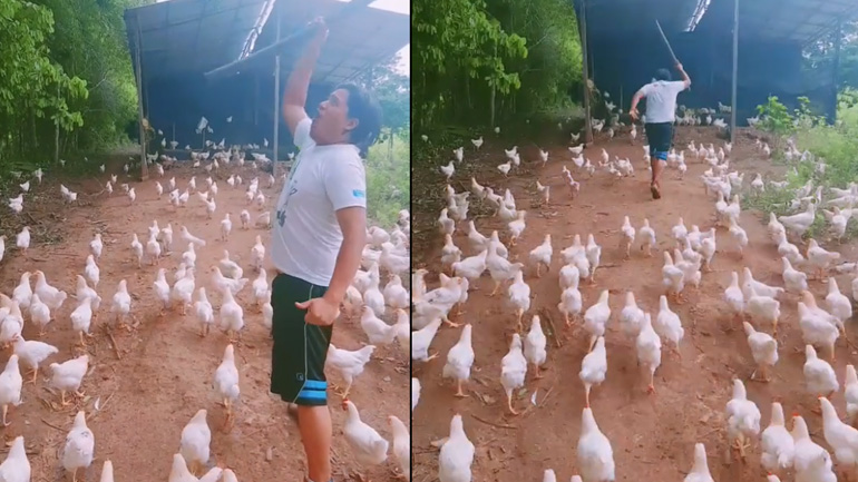 Οδηγώντας τα κοτόπουλα στη μάχη!