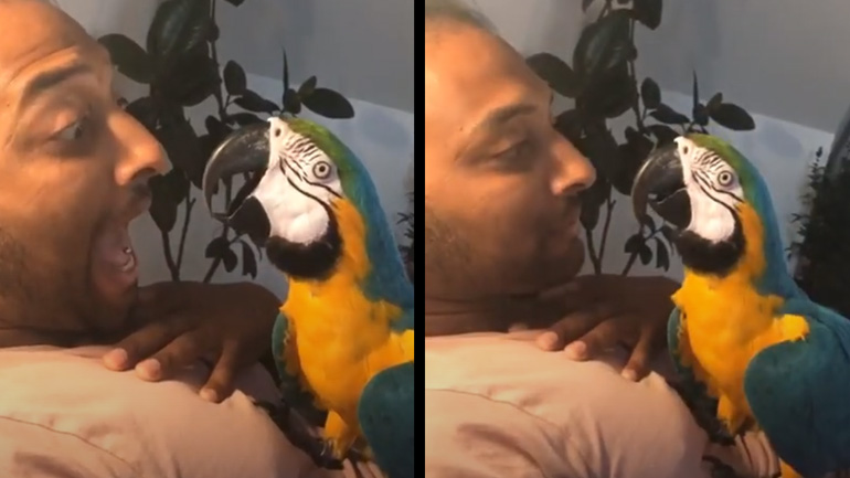 Διαγωνισμός τσιρίδας