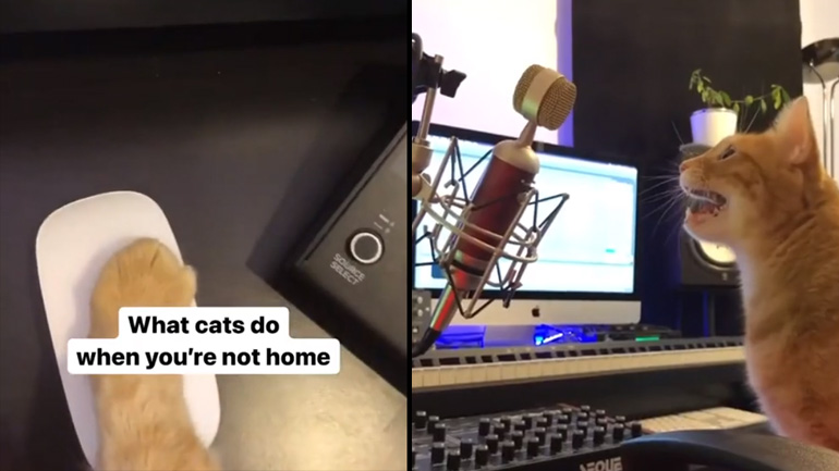 Τι κάνουν οι γάτες όταν δεν είστε σπίτι;
