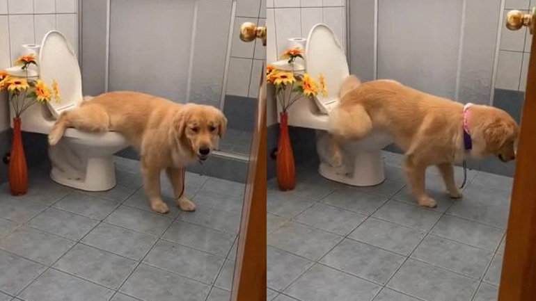 Ένα Golden Retriever χρησιμοποιεί την τουαλέτα Ένα Golden Retriever χρησιμοποιεί την τουαλέτα