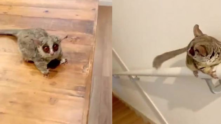 Ένας λεμούριος ποντικός στο σπίτι