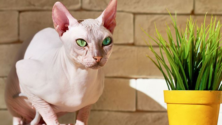 Πώς φροντίζουμε και περιποιούμαστε σωστά μια γάτα Sphynx