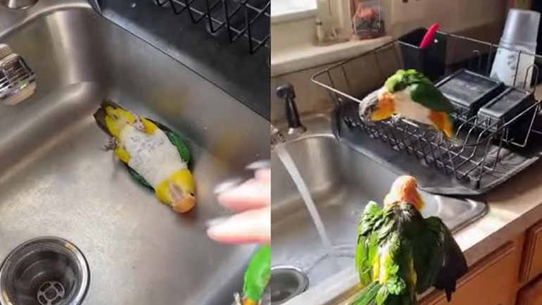 Ο παπαγάλος θέλει να κάνει μπάνιο