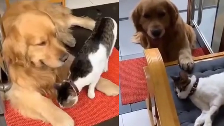 Δύο αχώριστοι φίλοι