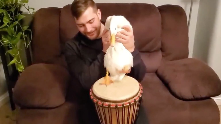 Όταν μια πάπια παίζει τύμπανο