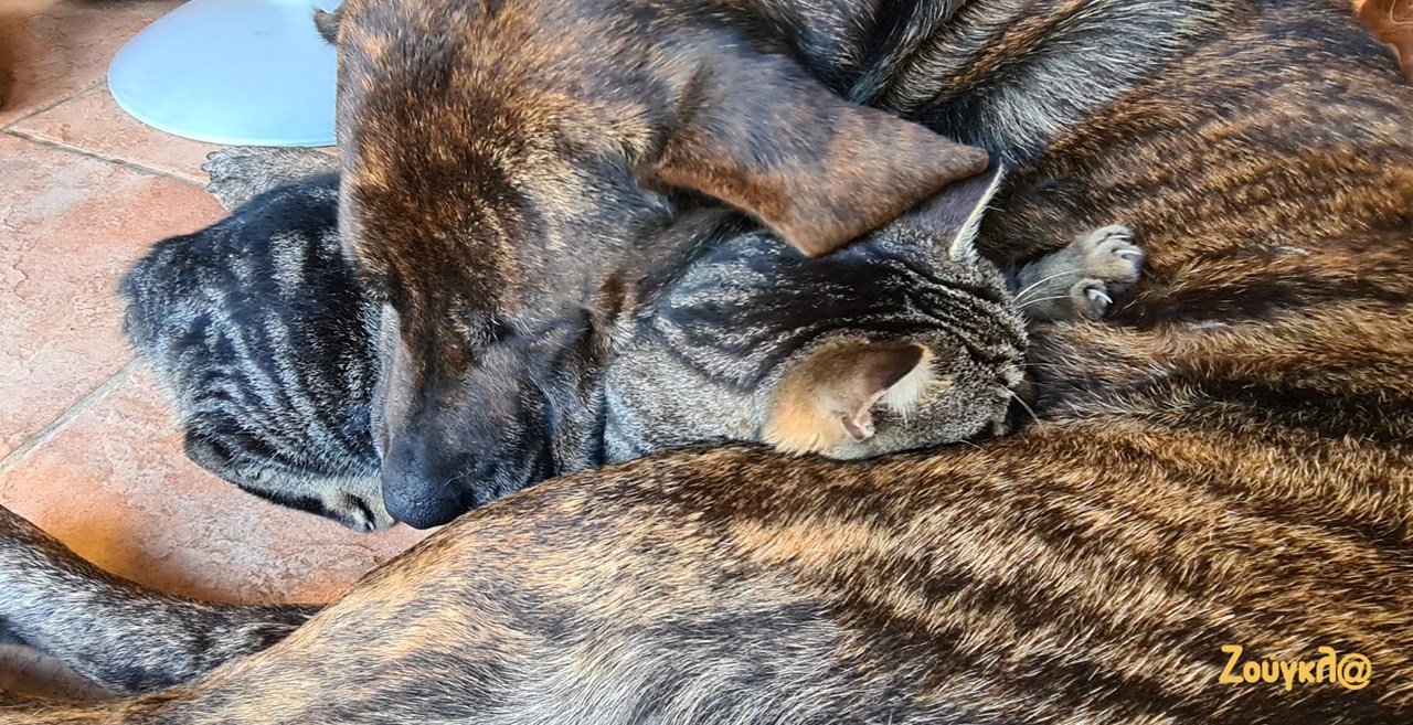 Σκύλος και γάτα είναι οι χειρότεροι εχθροί αλλά αν θέλουν γίνονται και οι καλύτεροι φίλοι!