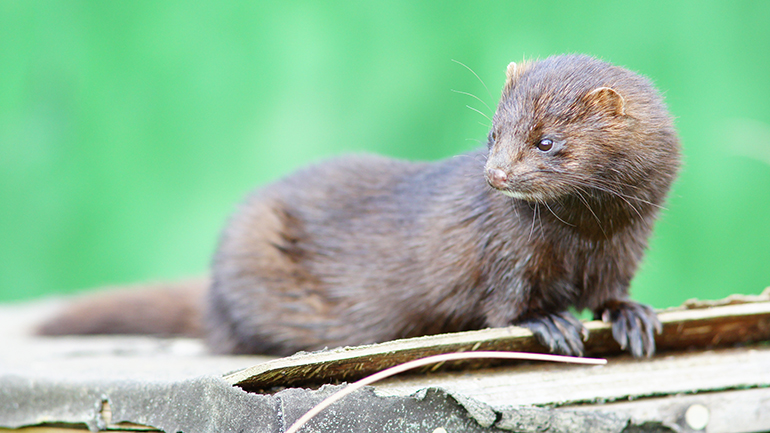 Η Δανία υιοθέτησε νόμο που απαγορεύει την εκτροφή βιζόν έως το 2022