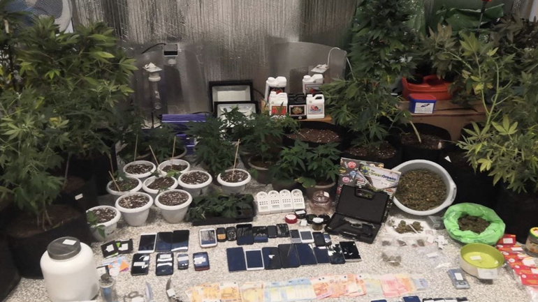 Συνελήφθησαν μεγαλέμποροι ναρκωτικών στα Μέγαρα – Ξεριζώθηκαν 40 δενδρύλλια κάνναβης