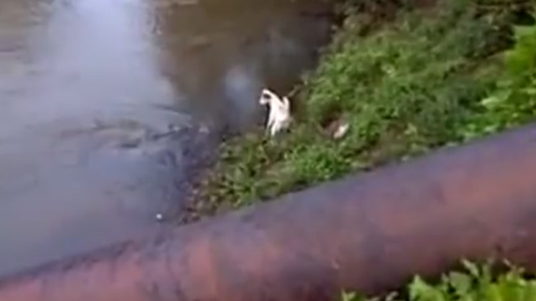 Σκύλος γλιτώνει από του κροκόδειλου τα δόντια