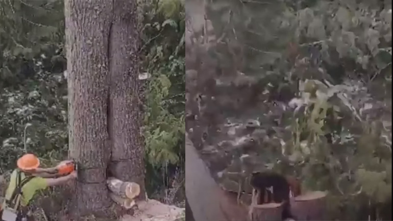 Πώς κρύφτηκε εκεί;