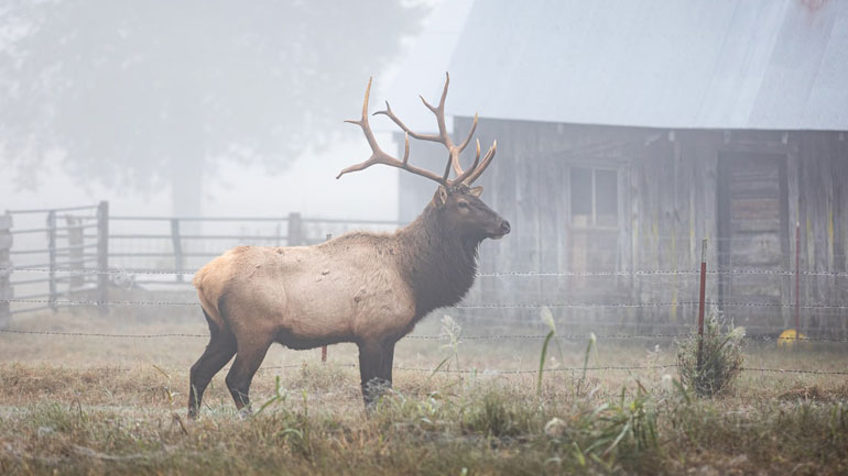 Πορτογαλία: Οργή για τη σφαγή εκατοντάδων ελαφιών και αγριογούρουνων