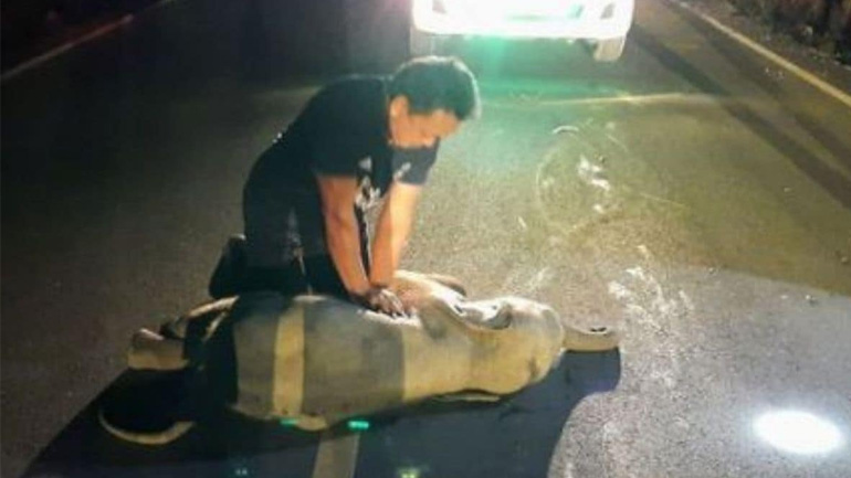 Άνδρας σώζει με τεχνητή αναπνοή έναν μικρό ελέφαντα