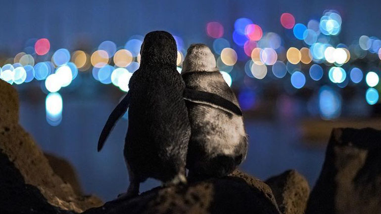 Χήροι πιγκουίνοι αγκαλιάζονται και παρηγορούν ο ένας τον άλλον