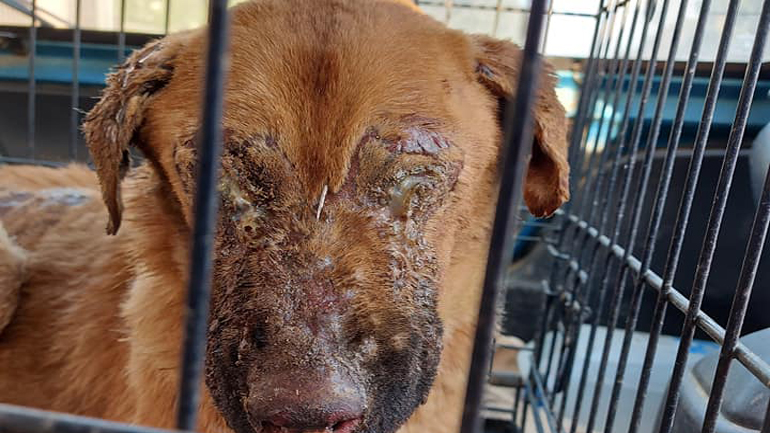 Κτηνωδία στους Γαργαλιάνους: Επιτέθηκαν με οξύ σε σκυλίτσα και την τύφλωσαν