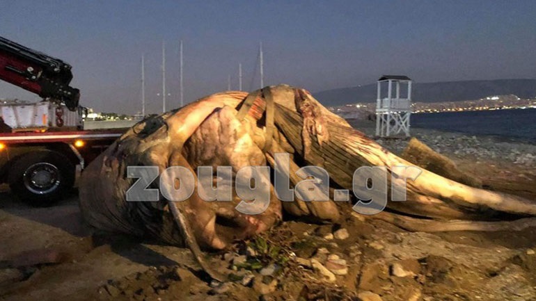 WWF Ελλάς: Αν δεν ληφθεί σύντομα δράση, θα έχουμε την ευθύνη της εξαφάνισης των μεγάλων κητωδών από τις θάλασσές μας WWF Ελλάς: Αν δεν ληφθεί σύντομα δράση, θα έχουμε την ευθύνη της εξαφάνισης των μεγάλων κητωδών από τις θάλασσές μας