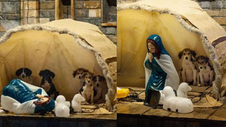 Αδέσποτα κουτάβια στο Πήλιο μπήκαν σε φάτνη για να προστατευτούν από την παγωνιά